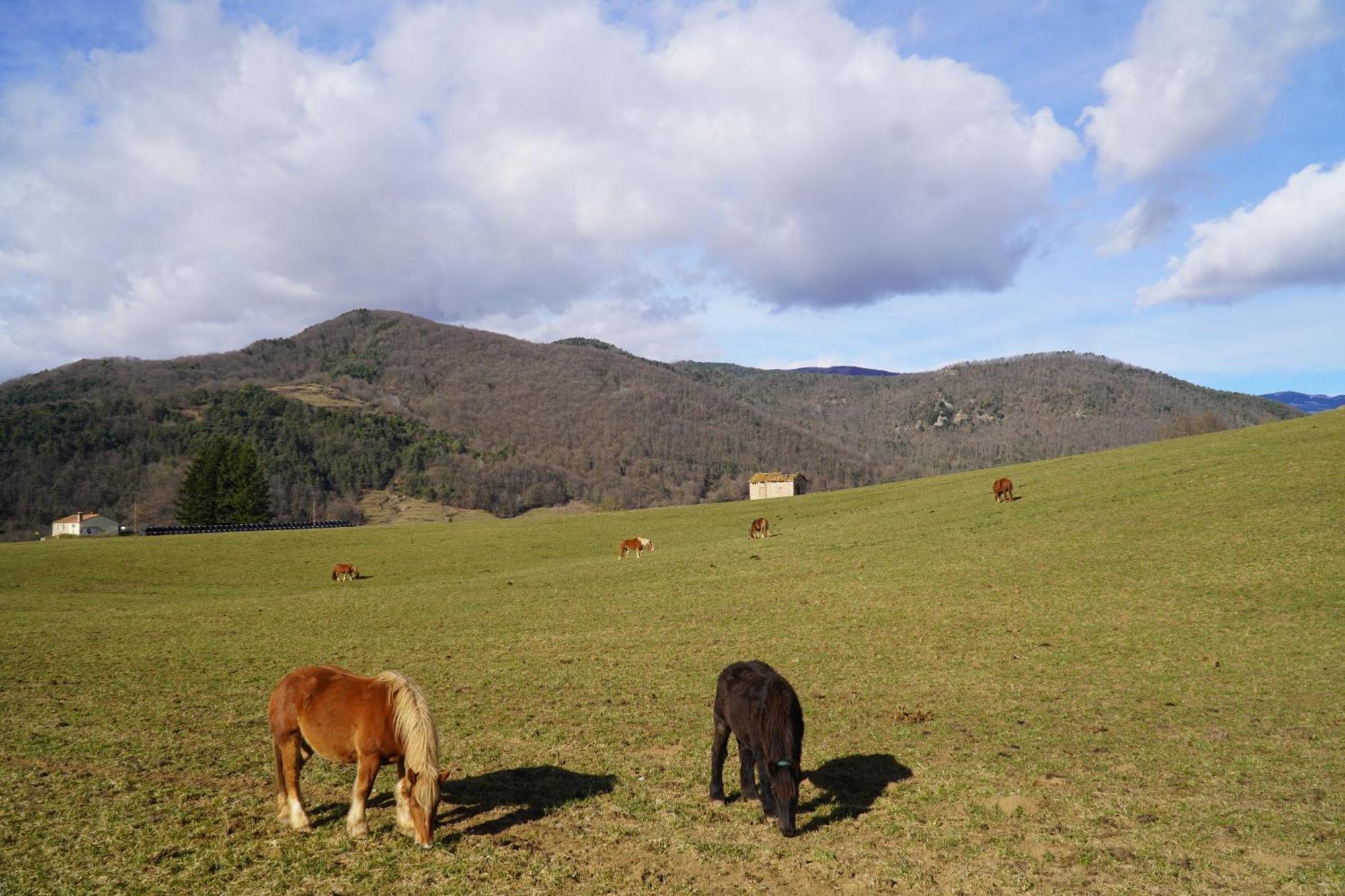Cal Harrys - La Mejor Casa De Vacaciones En Pyrenees Con Vistas A La Montana Sant Pau de Segúries Buitenkant foto
